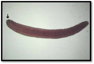 d-latum-larva-2