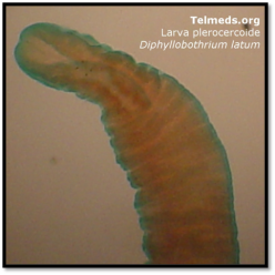 d-latum-larva