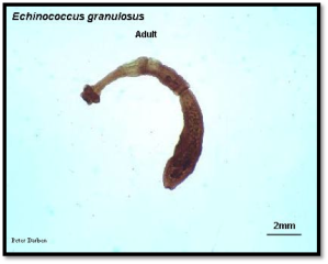 e-granulosus-2